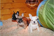 {{Franz�sische Bulldoggen Welpen}}